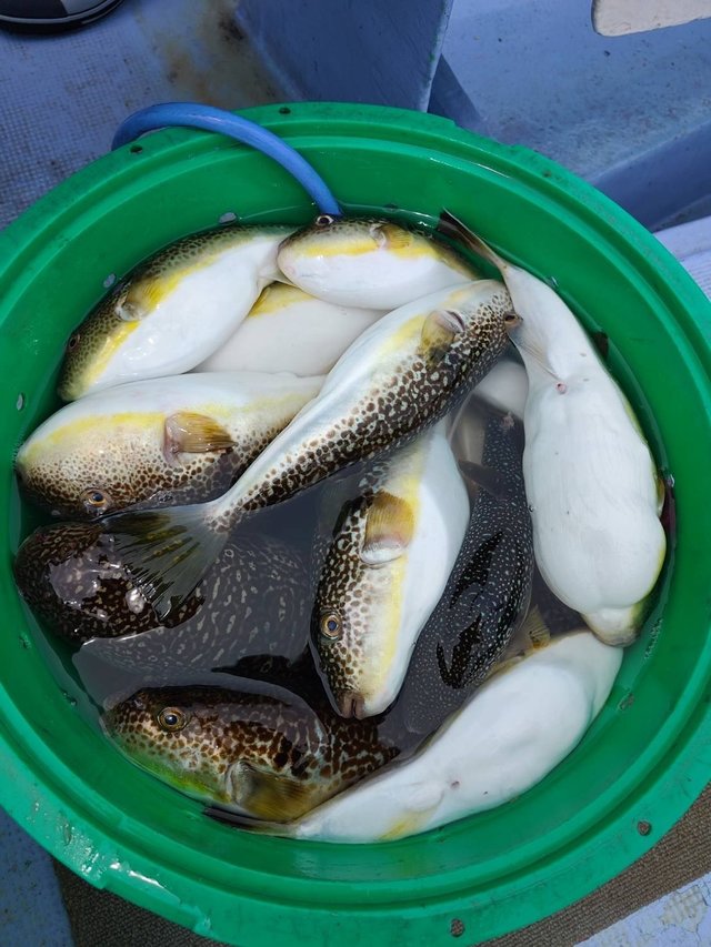 ショウサイフグ