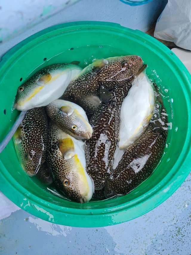 ショウサイフグ