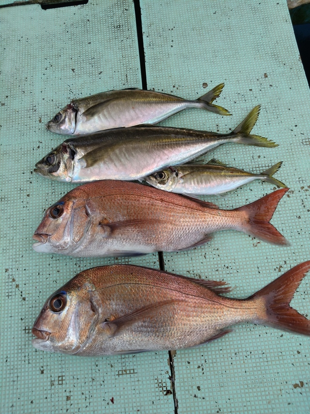 タイ(マダイ)・アジ(マアジ)