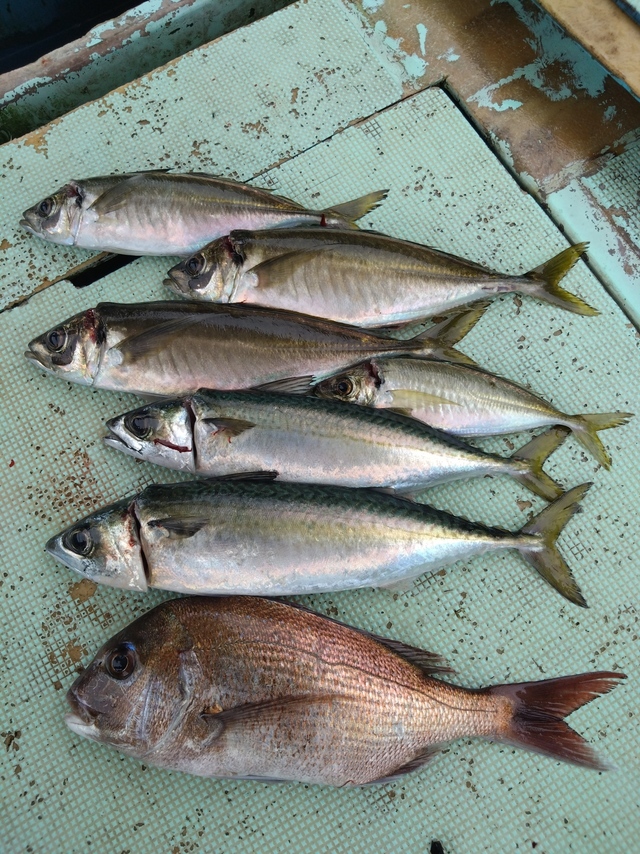 タイ(マダイ)・アジ(マアジ)・サバ(マサバ)