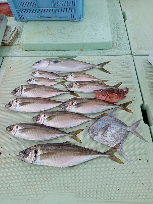 マアジ・ハマチ(ブリ)・マナガツオ