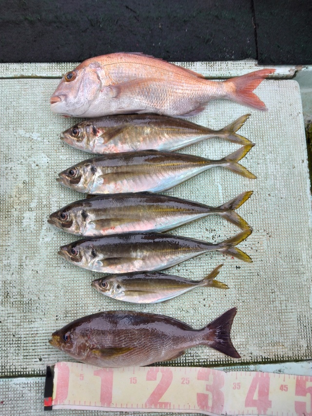 マダイ・マアジ・イサギ(イサキ)