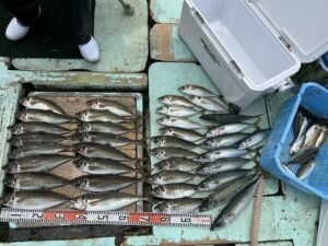 マアジ・マサバ