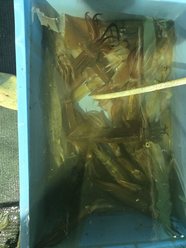 イカ(ケンサキイカ)