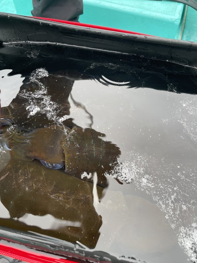 アオリ(アオリイカ)