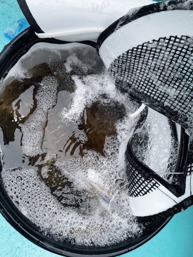 アオリ(アオリイカ)