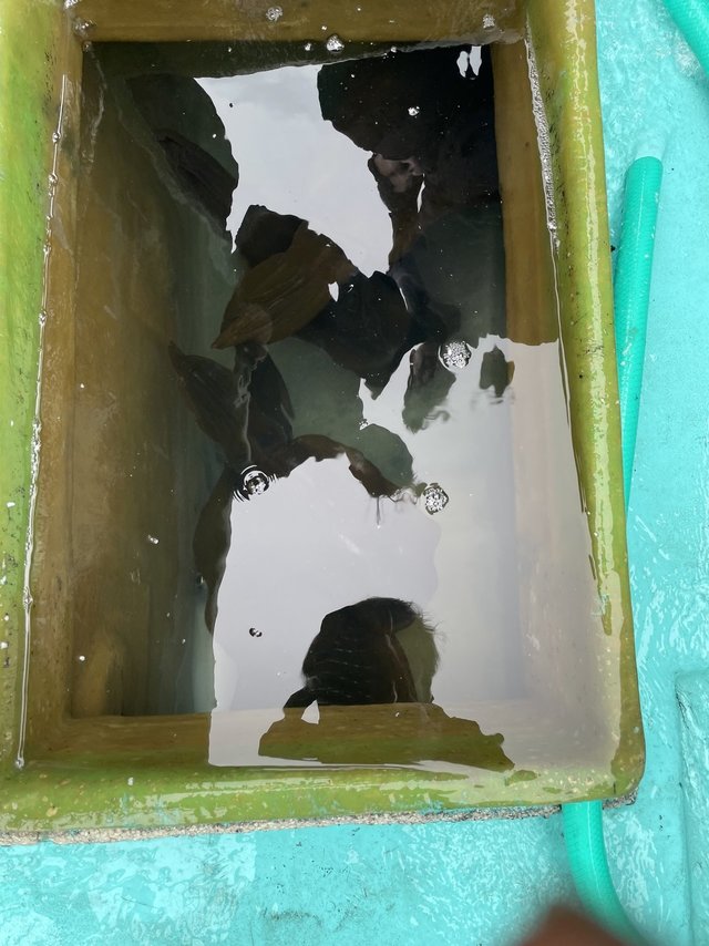 アオリ(アオリイカ)