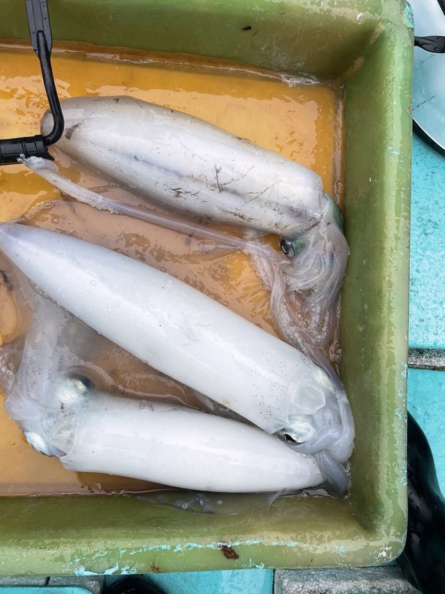 アオリ(アオリイカ)