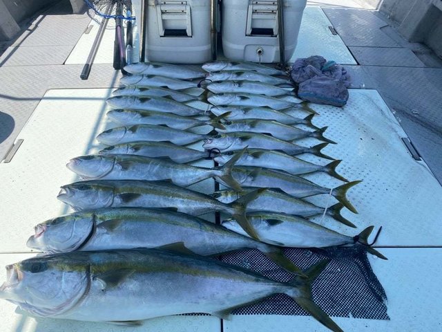 ブリ・ハマチ(ブリ)・メジロ(ブリ)