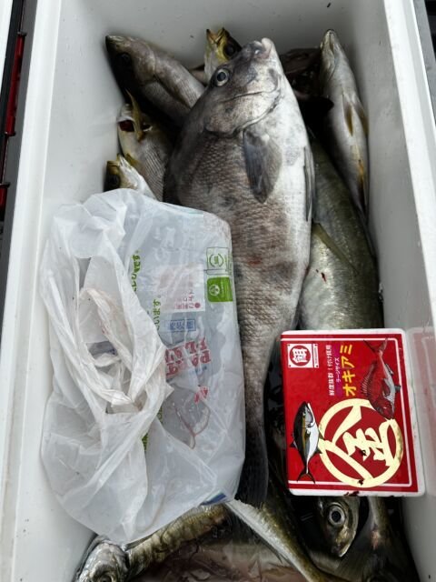 クロダイ・イサキ