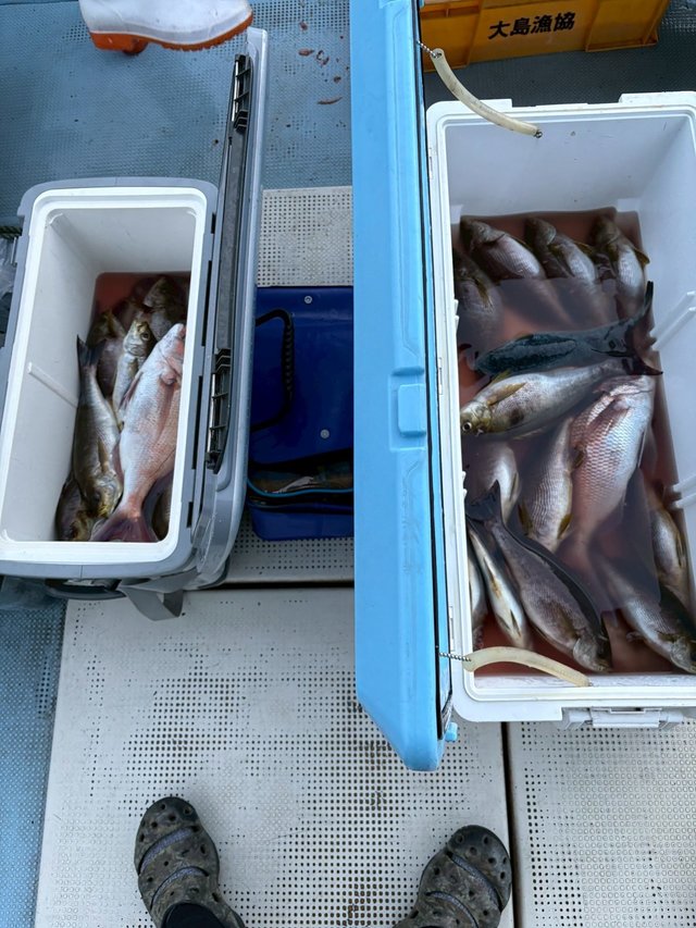 マダイ・イサキ