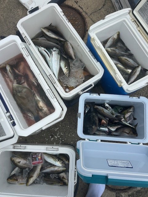 アジ(マアジ)・イサキ