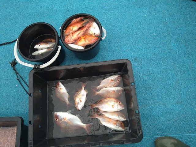 チダイ・ガシラ(カサゴ)