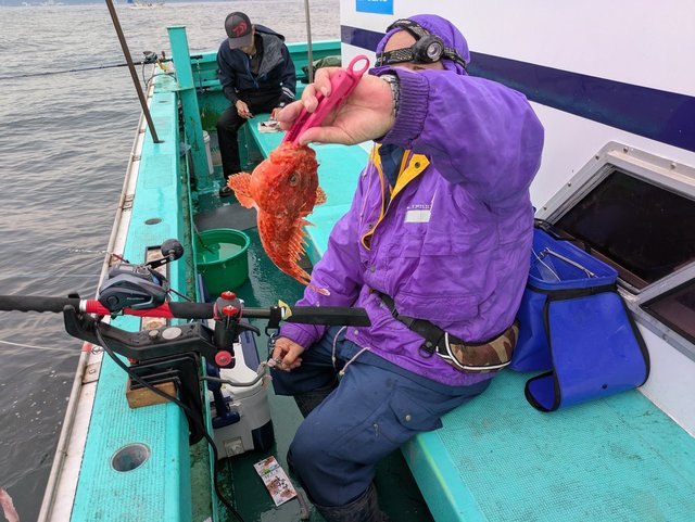 オニカサゴ(イズカサゴ)