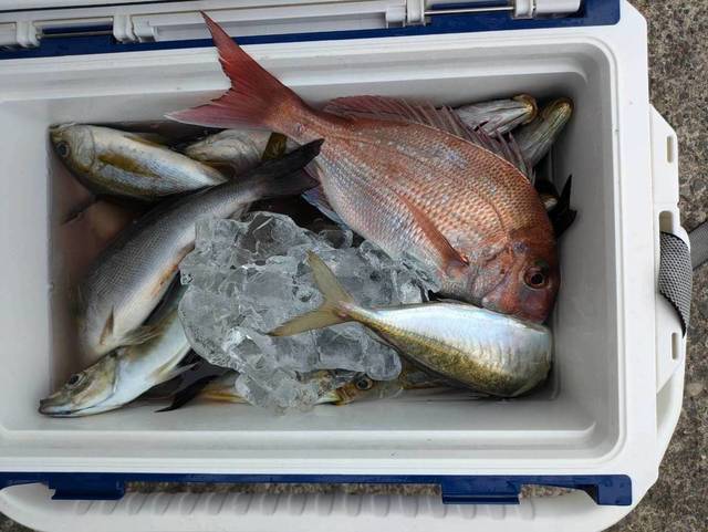 マダイ・アジ(マアジ)・イサキ