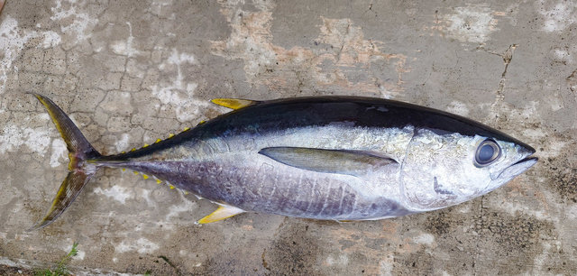 キメジ(キハダ)