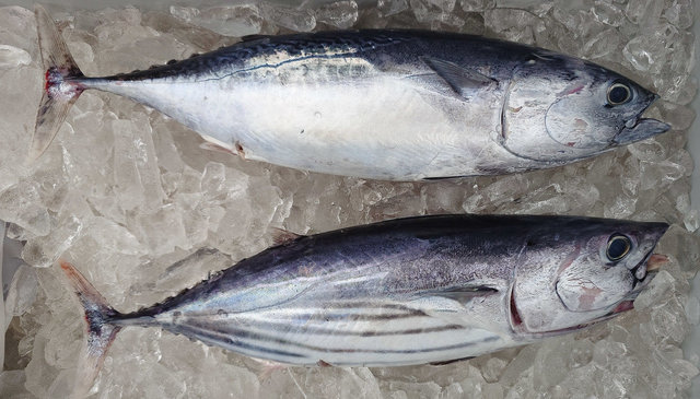 キメジ(キハダ)・カツオ