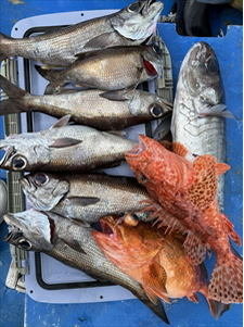 ムツ・メダイ・オニカサゴ