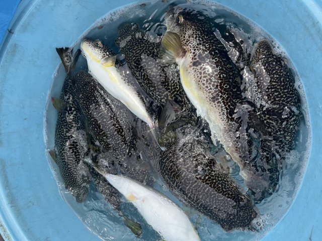 ショウサイフグ