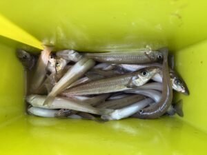 シロキス(シロギス)