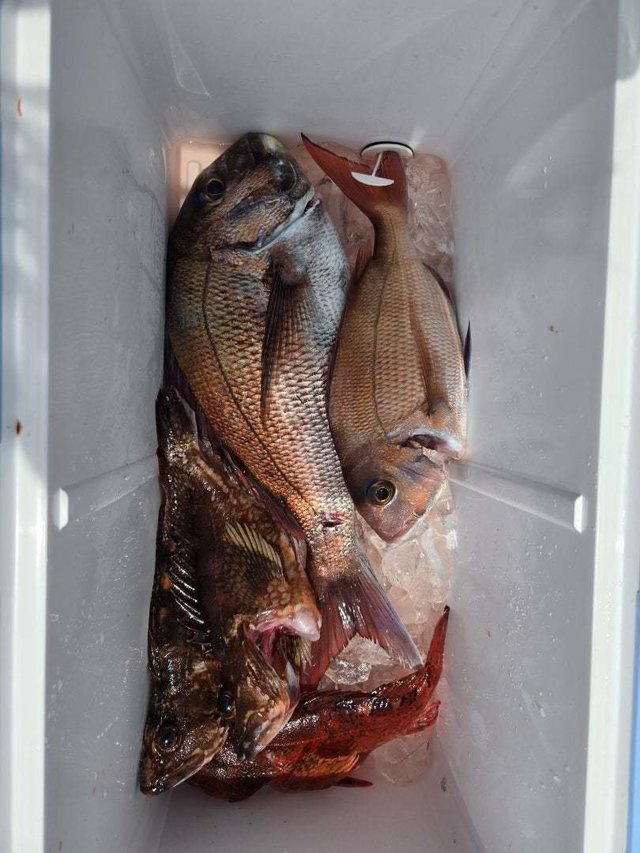 マダイ・カサゴ