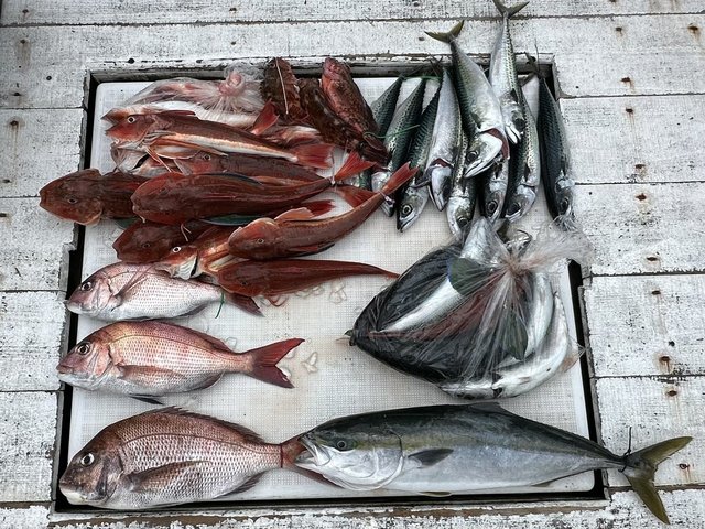 マダイ・イナダ(ブリ)・サバ(マサバ)・カサゴ・ホウボウ・カナガシラ