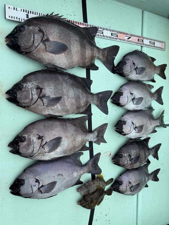 イシダイ・ウマズラハギ(ウマヅラハギ)