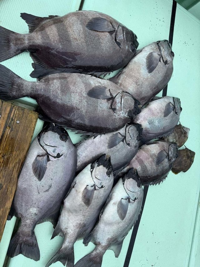 イシダイ・ウマズラハギ(ウマヅラハギ)