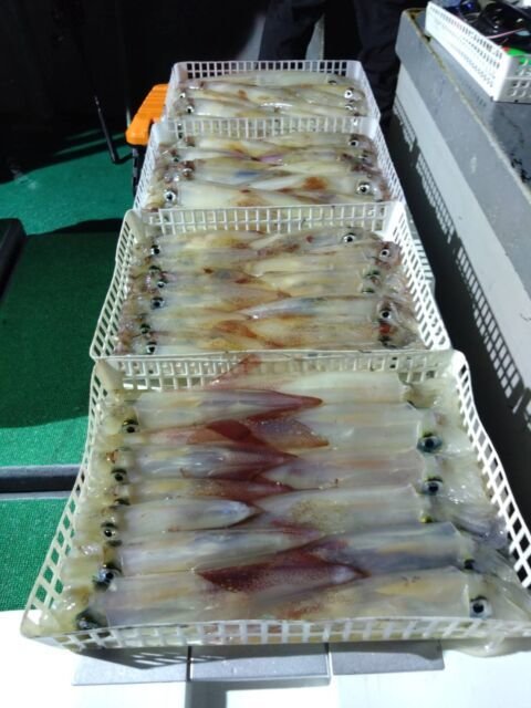 イカ(ヤリイカ)