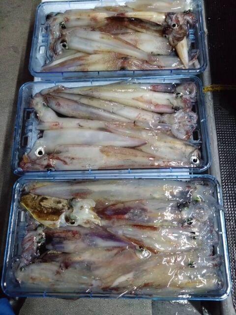 イカ(ヤリイカ)