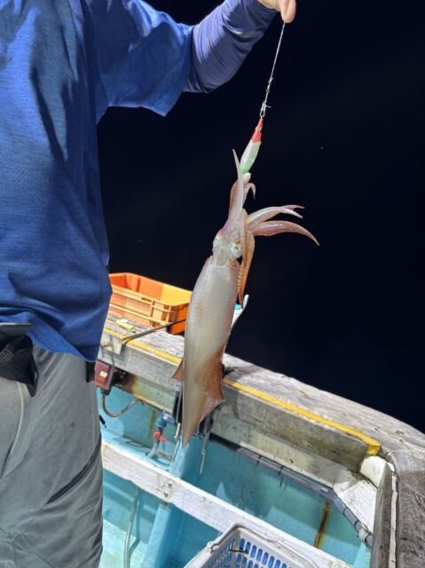 マイカ(ケンサキイカ)