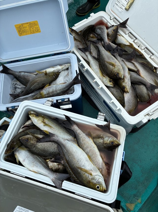 イサギ(イサキ)