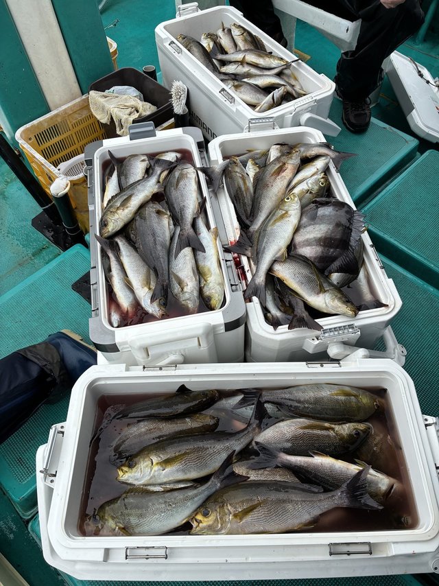 イサギ(イサキ)