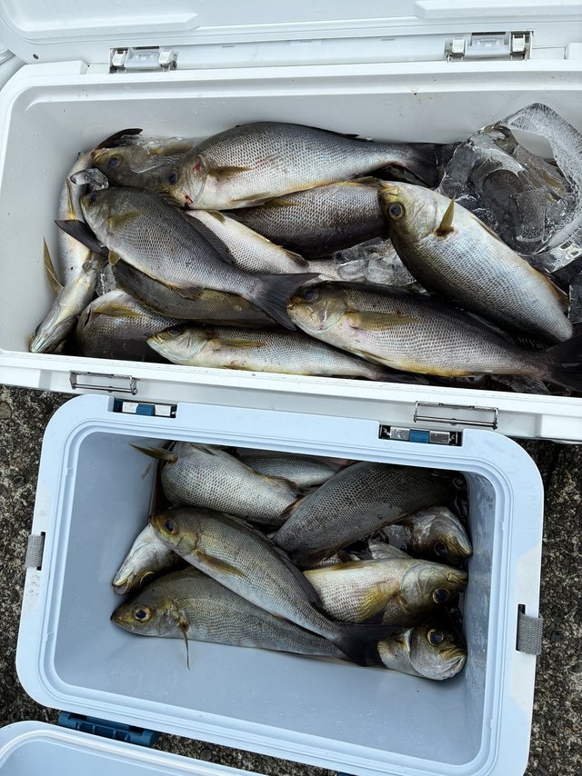 イサギ(イサキ)