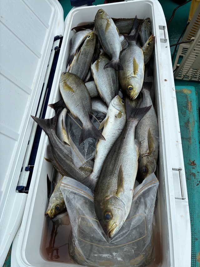 イサギ(イサキ)