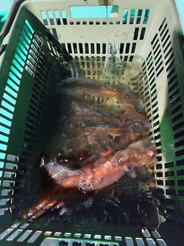 シロイカ(ケンサキイカ)