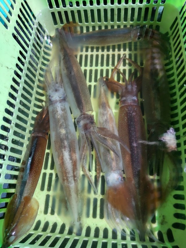 シロイカ(ケンサキイカ)