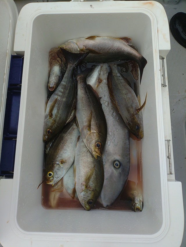 イサキ・ウスバハギ