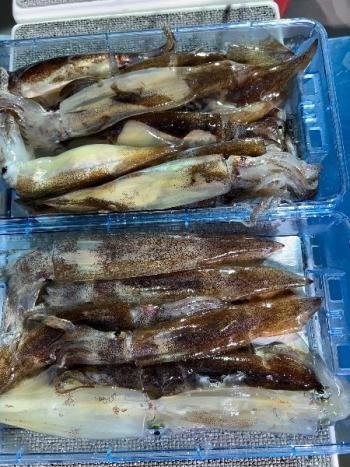 スルメイカ・マイカ(ケンサキイカ)