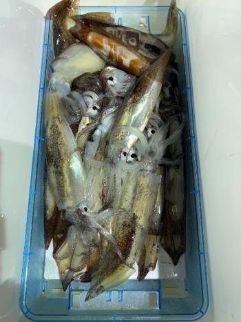 スルメイカ・マイカ(ケンサキイカ)