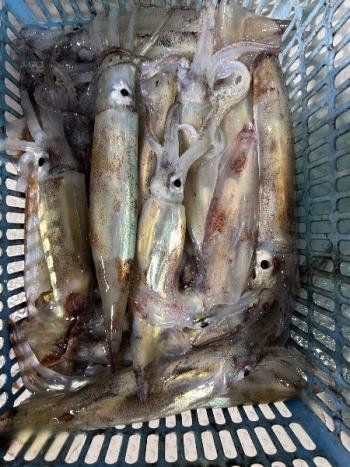 スルメイカ・マイカ(ケンサキイカ)