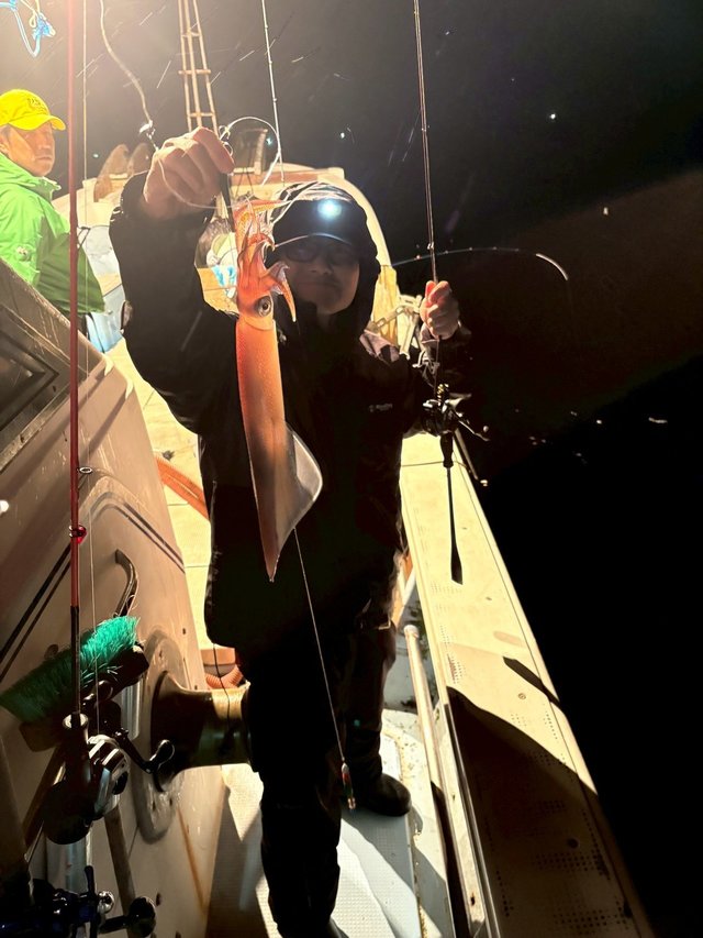 マイカ(ケンサキイカ)