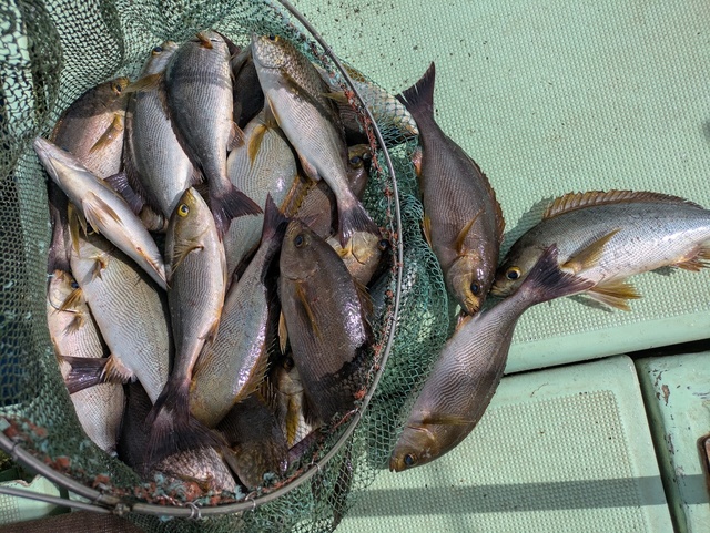 イサギ(イサキ)