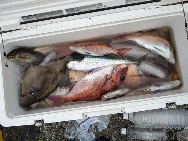 マダイ・イサキ・ウマヅラハギ・サバ(ゴマサバ)