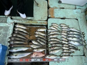 マダイ・ハマチ(ブリ)・マサバ