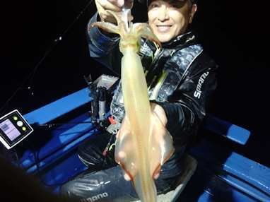 マイカ(ケンサキイカ)