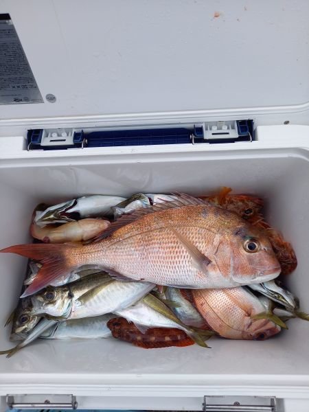 タイ(マダイ)・アジ(マアジ)・サバ(マサバ)・ガシラ(カサゴ)