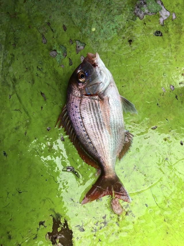 ハナダイ(チダイ)