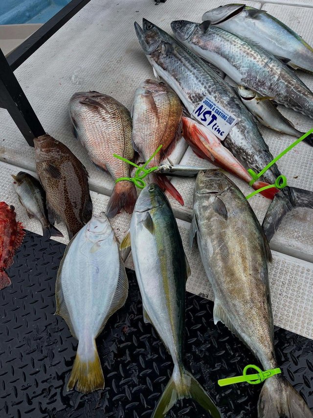 マダイ・オオモンハタ・ブリ・カンパチ・サワラ・カサゴ・ホウボウ・ヒラメ