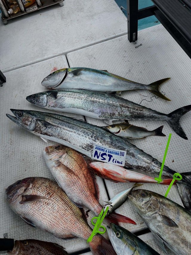 マダイ・ブリ・カンパチ・サワラ・ヒラメ